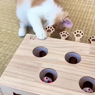 Brinquedo para gato